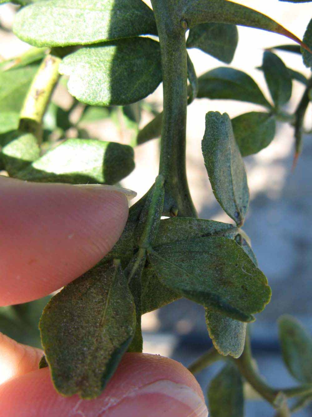              Petiole (Winter Haven, FL)       